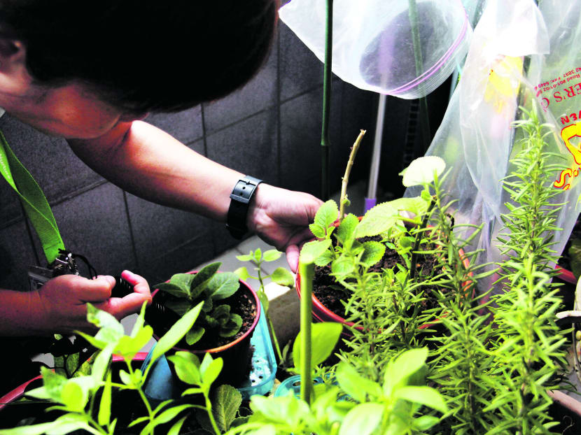 An NEA officer conducts a search for mosquito breeding in any containers/items that have the potential to collect and retain water. TODAY file photo