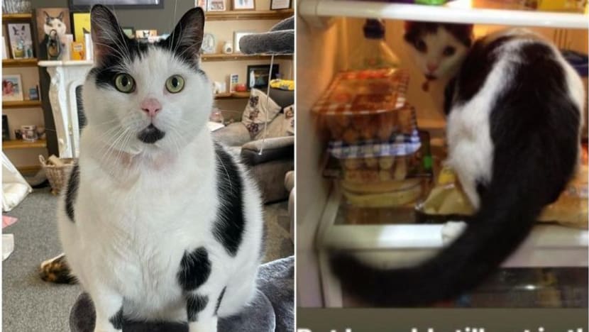Wanita pasang mangga pada peti sejuk, almari dapur untuk cegah kucing seberat 10kg curi makanan