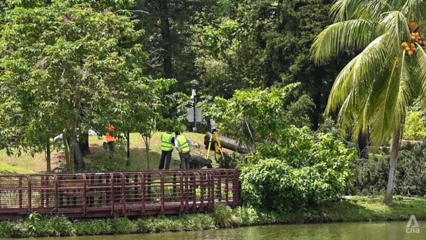 Woman dies after being trapped under fallen tree at Marsiling Park Woman dies after being trapped under fallen tree at Marsiling Park