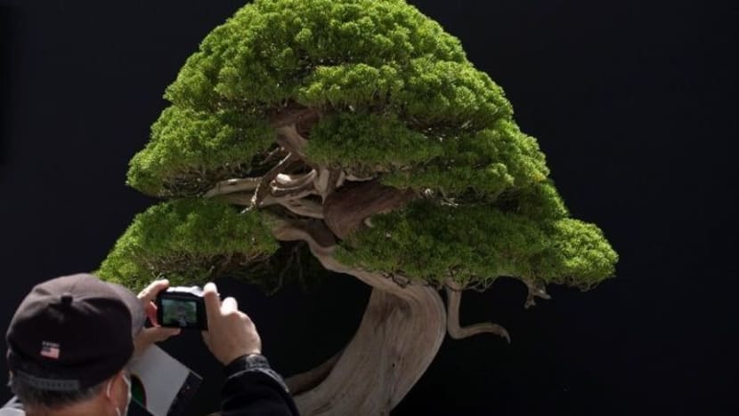 Penanam bonsai Jepun rayu pencuri jaga pokok