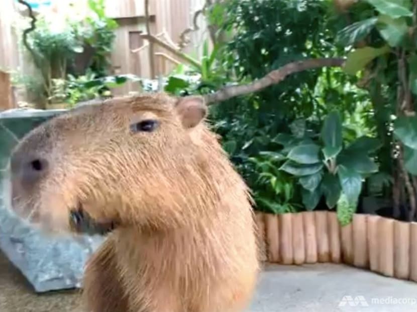 Going on a Zoom date with Moe the capybara from Singapore's River Safari Going on a Zoom date with Moe the capybara from Singapore's River Safari
