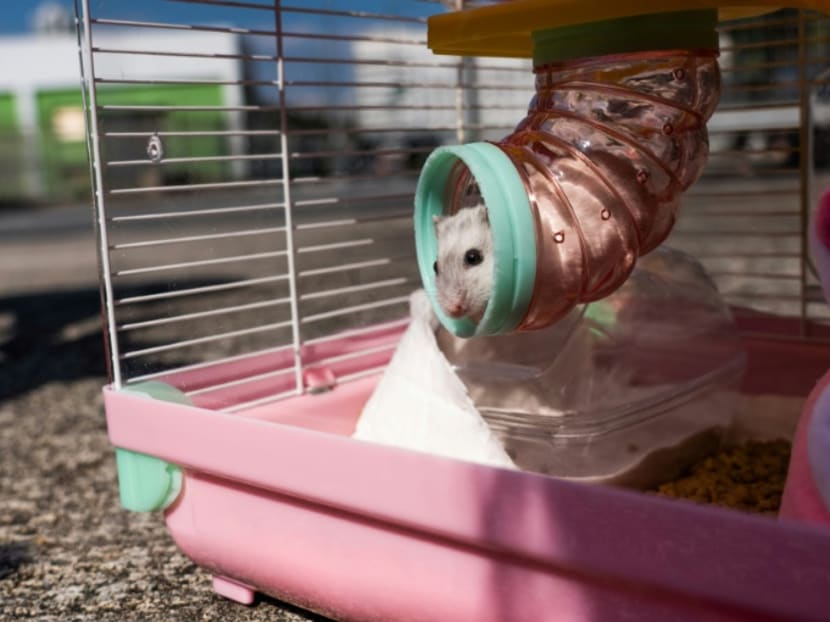 Commentary: Backlash over Hong Kong’s hamster cull reveals simmering dissent Commentary: Backlash over Hong Kong’s hamster cull reveals simmering dissent