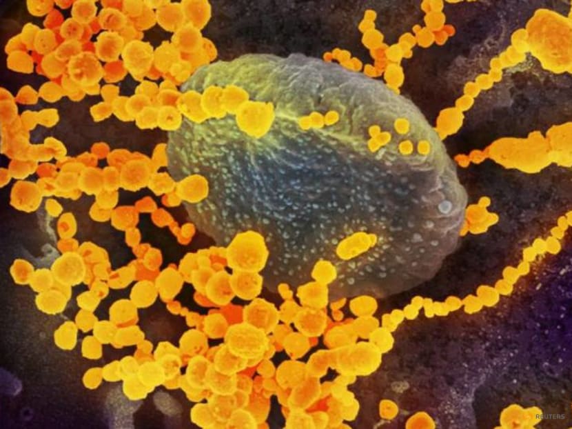 Why does the coronavirus mutate? How do we stop it from becoming more dangerous? Why does the coronavirus mutate? How do we stop it from becoming more dangerous?