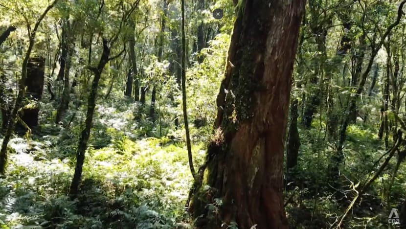 Taiwan’s centuries-old trees under threat by ‘mountain rats’ who chop them down for illegal sale