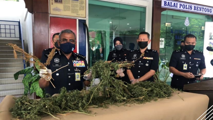 Former diplomat, son arrested in Malaysia after cannabis plantation found at Pahang home Former diplomat, son arrested in Malaysia after cannabis plantation found at Pahang home