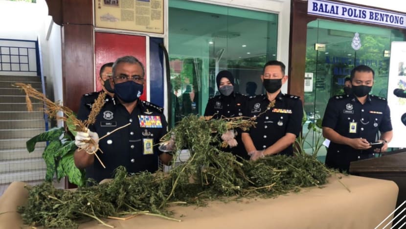Former diplomat, son arrested in Malaysia after cannabis plantation found at Pahang home
