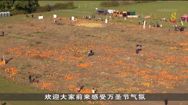 不必花大钱买万圣节装饰 英国农场让访客自采南瓜