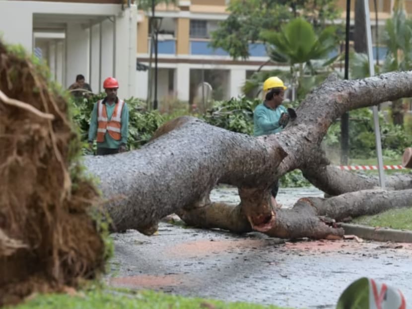 The tree fell in front of a multi-storey car park at Tampines Street 82 on Dec 11, 2022.