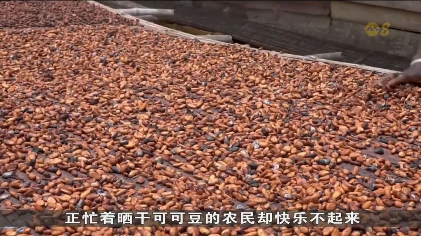 非洲可可生產收成銳減 巧克力價格料居高不下