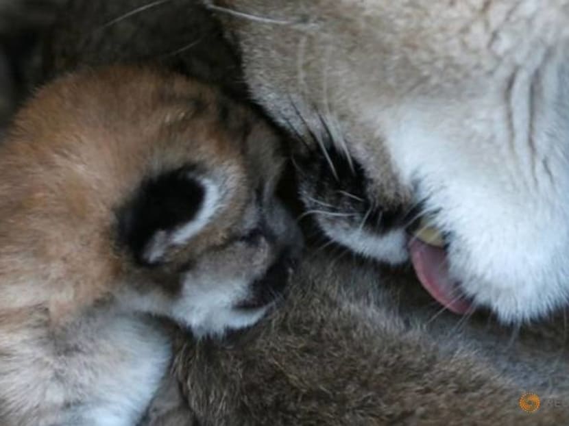 Not one, not two, but three! Paris zoo enjoys rare baby boom Not one, not two, but three! Paris zoo enjoys rare baby boom