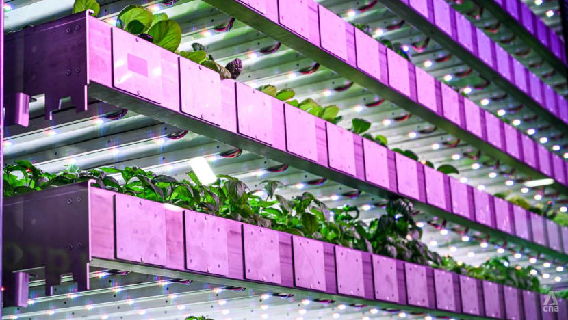 Sun, wind and rain on a tray: How the Scottish are finding food solutions using vertical farming Sun, wind and rain on a tray: How the Scottish are finding food solutions using vertical farming