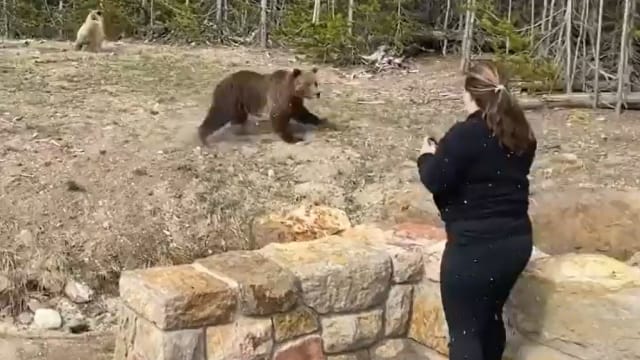 在黄石公园近距拍熊　美国妇女被控干扰野生动物