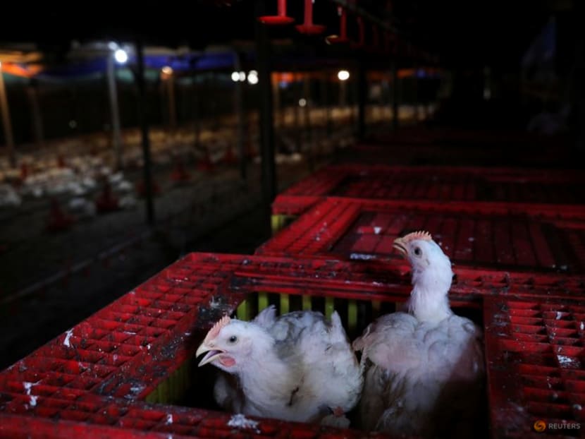 Chickens seen inside a cage at a poultry farm in Sepang, Selangor, May 27, 2022. 