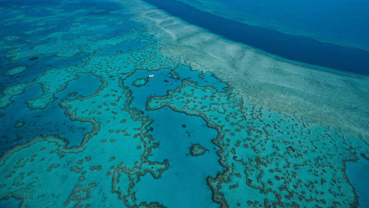 Great Barrier Reef suffers 'widespread' bleaching event