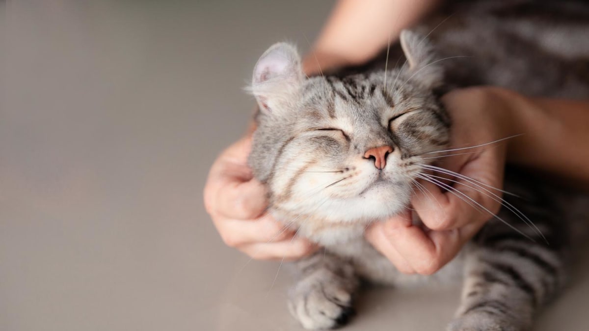 CNA Menjelaskan: Mengapa Kucing Tidak Diizinkan di Rumah Susun HDB dan Bagaimana Hal Itu Dapat Segera Berubah
