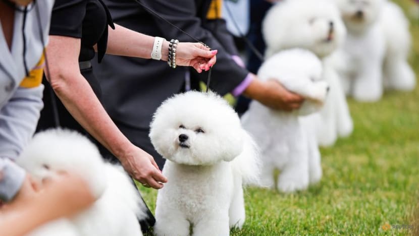 Top dog to be named at US Westminster show Top dog to be named at US Westminster show