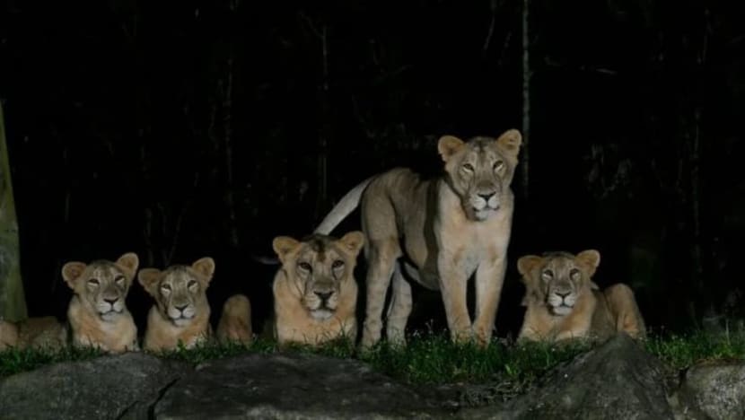 Kelima-lima singa, penjaga zoo dijangkiti COVID-19 sedang ansur pulih