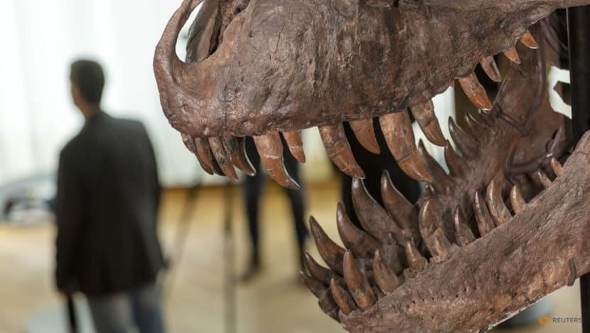 Rare T-Rex skeleton to go under the hammer in Switzerland Rare T-Rex skeleton to go under the hammer in Switzerland
