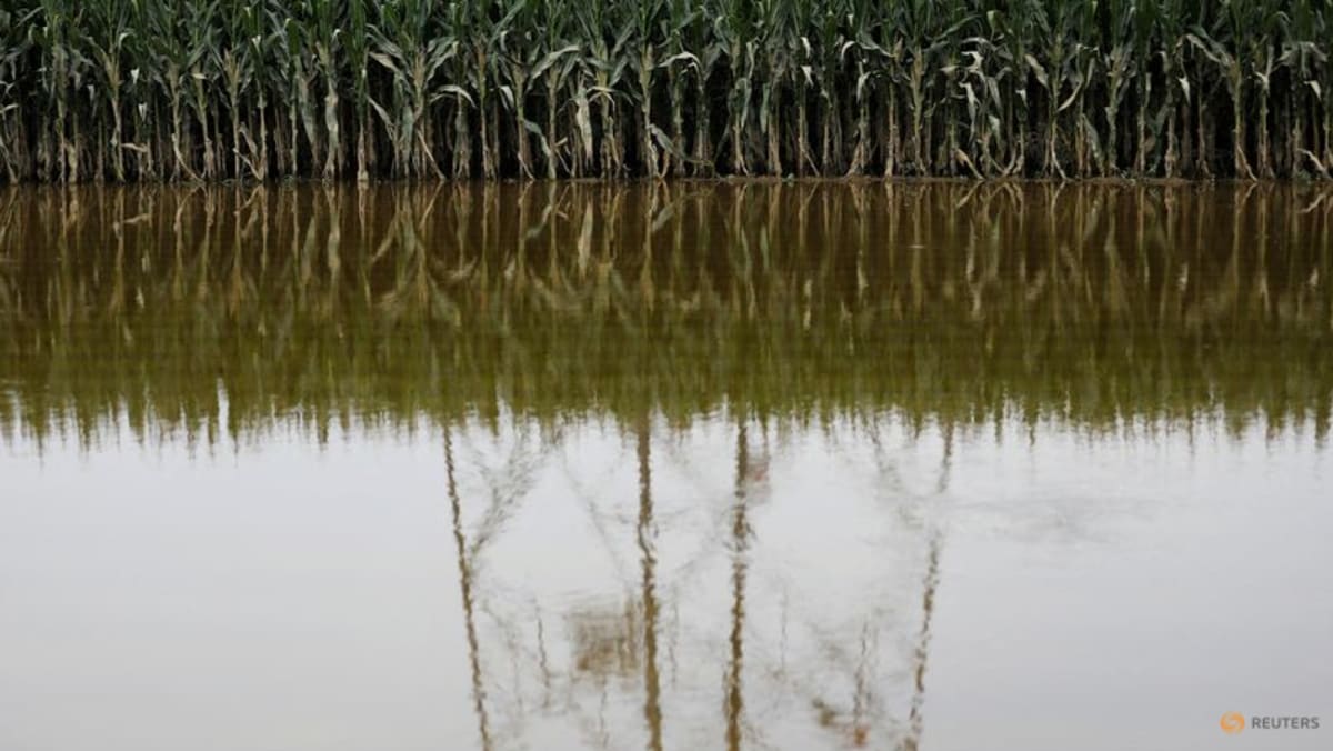 China floods hit rice, corn crops; trigger food inflation worries China floods hit rice, corn crops; trigger food inflation worries