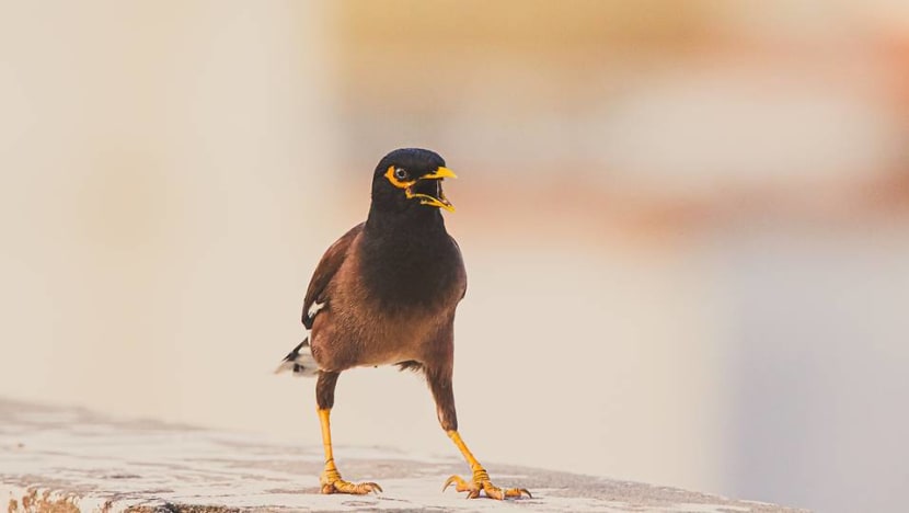 Commentary: Battling with the mynas who come into my home and won't leave