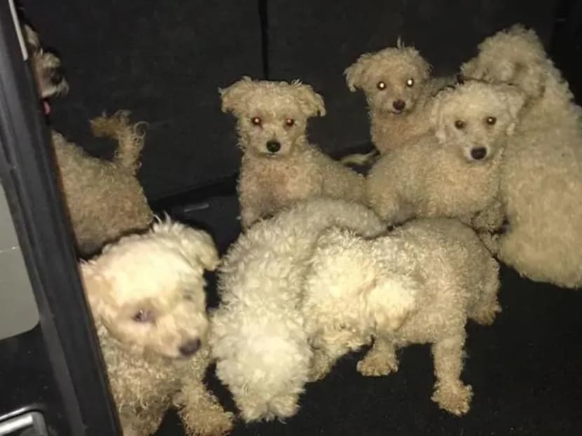 In June 2018, Voices for Animals notified AVA that Leow Suat Hong's dogs that were with the animal welfare group were infested with ticks. One dog had diarrhoea and another was pregnant.