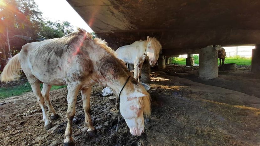 Malnourished coach horses bear the brunt as visitors stay away from Jakarta amid COVID-19