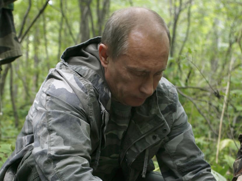 In this Aug. 31, 2008 file photo, then Russian Prime Minister Vladimir Putin locks a collar with a satellite tracker on a tranquilized five-year-old Siberian tiger in a Russian Academy of Sciences reserve in Russia's Far East. A rare Siberian tiger released into the wild by Russian President Putin has strayed into China and may be in danger, state media said Oct 9, 2014. Photo: AP