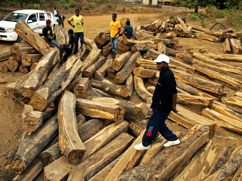 Cut rosewood trees. Reuters file photo