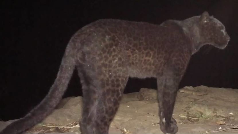 Elusive black panther spotted in Kenya, first record of sighting in 100 years Elusive black panther spotted in Kenya, first record of sighting in 100 years