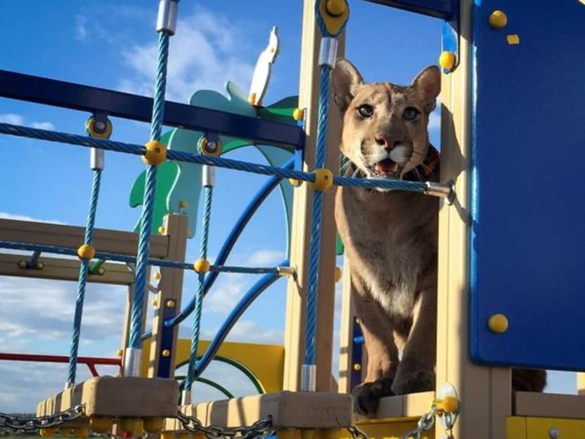 Meet Messi, the Russian puma Meet Messi, the Russian puma