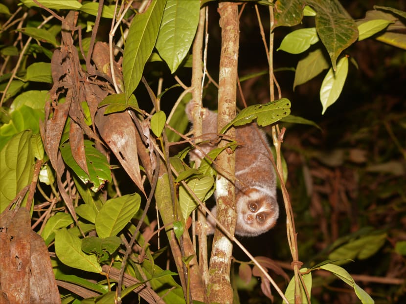 The sunda slow loris, a species of primate, observed in its natural habitat by National Parks Board researchers. The government agency is embarking on an extensive study in 2020 to gather information on the flora and fauna of the Central Catchment Nature Reserve and its surrounding parks.