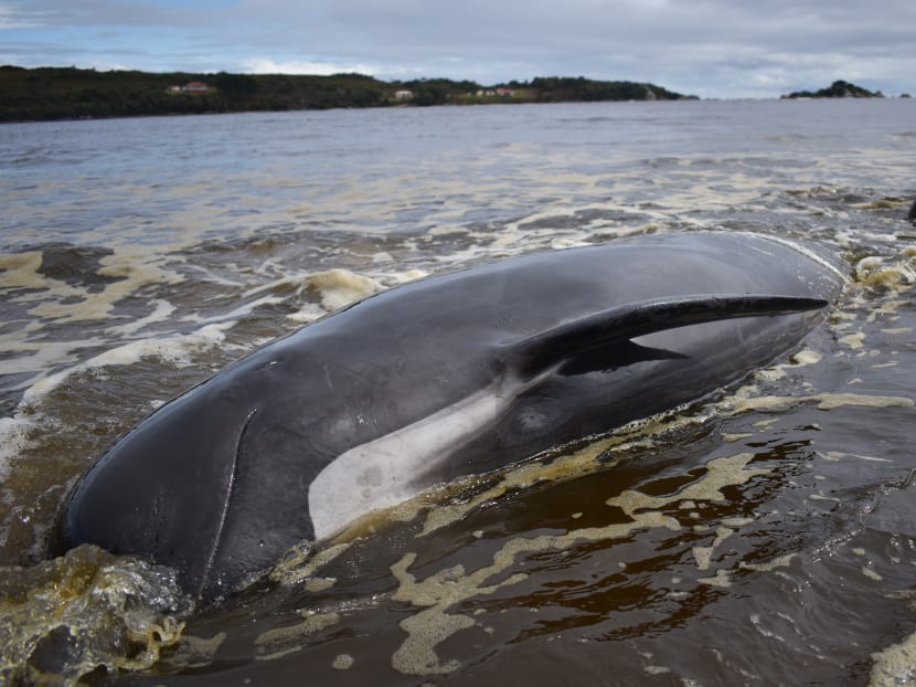 A whale lays on a beach in Macquarie Harbour on the rugged west coast of Tasmania on Sept 25, 2020, as Australian rescuers were forced to begin euthanising some surviving whales from a mass stranding that has already killed 380 members of the giant pod.