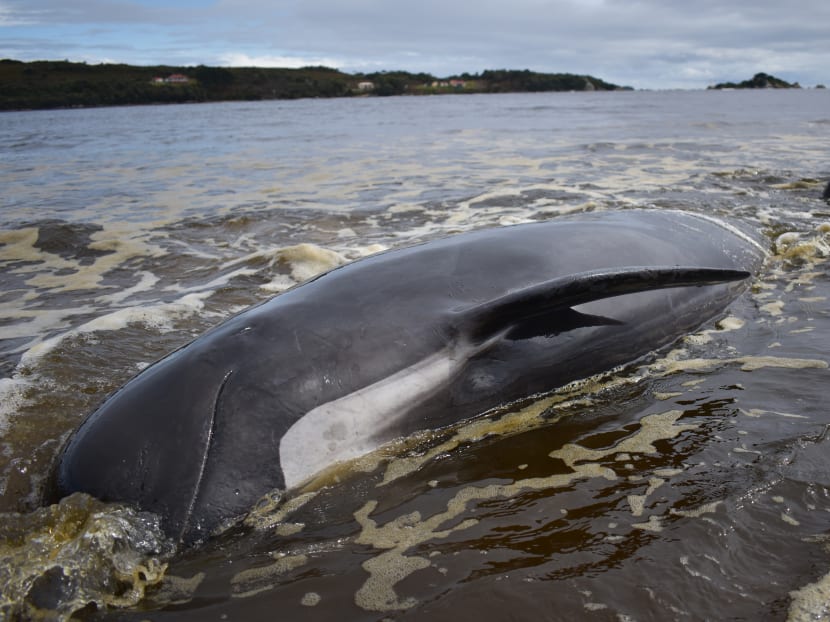 A whale lays on a beach in Macquarie Harbour on the rugged west coast of Tasmania on Sept 25, 2020, as Australian rescuers were forced to begin euthanising some surviving whales from a mass stranding that has already killed 380 members of the giant pod. A whale lays on a beach in Macquarie Harbour on the rugged west coast of Tasmania on Sept 25, 2020, as Australian rescuers were forced to begin euthanising some surviving whales from a mass stranding that has already killed 380 members of the giant pod.
