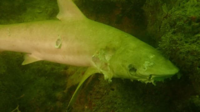 韩都岛发现八条黑鳍鲨尸 疑遭渔网缠身伤及腮