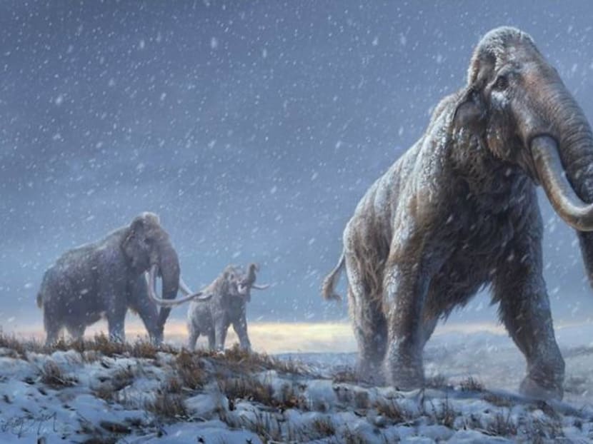 Teeth from Siberian mammoths yield oldest DNA ever recovered Teeth from Siberian mammoths yield oldest DNA ever recovered