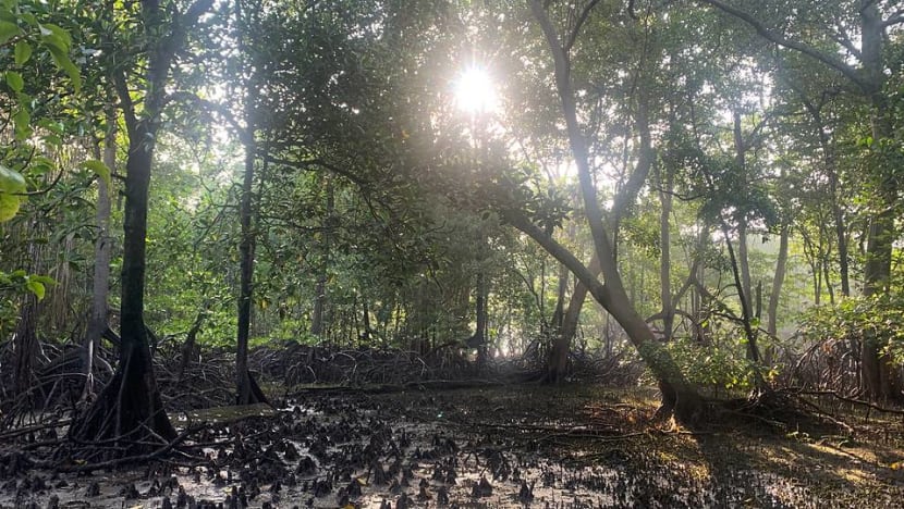 Commentary: Mangroves, a crown jewel of Singapore’s coastline