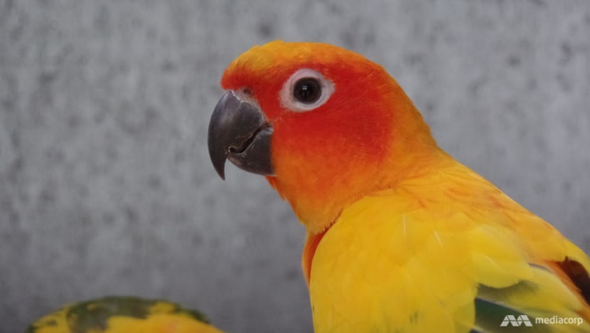 Man jailed for stealing birds from travel agency in Yishun Man jailed for stealing birds from travel agency in Yishun