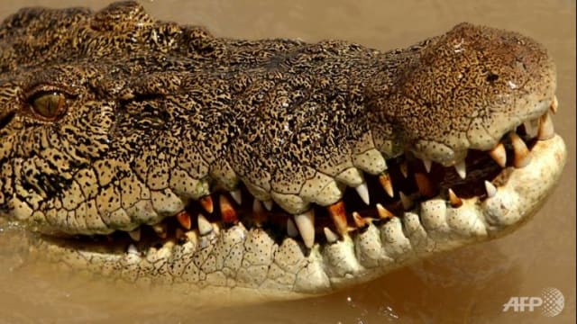 澳洲男子被咸水鳄袭击 戳鳄鱼眼睛侥幸脱险