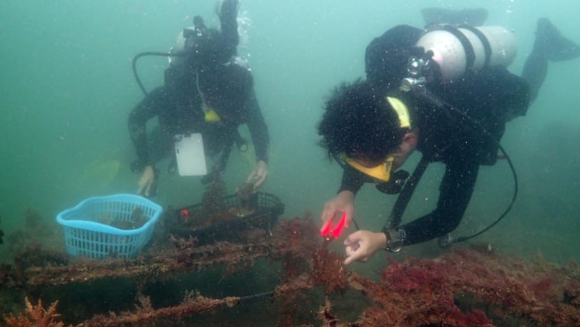 Divers wanted: New citizen science programme to help monitor Singapore reefs
