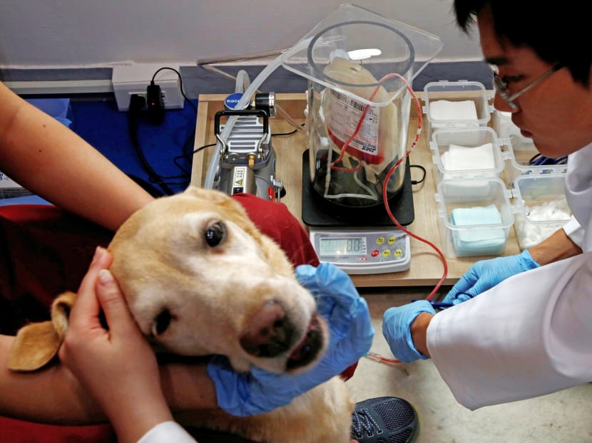 Blood is drawn from a Labrador Retriever at a veterinary blood bank. Reuters file photo