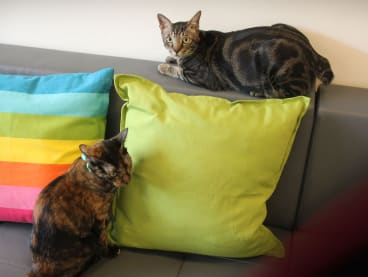 A common misconception held by cat owners is that indoor cats do not need regular veterinary check-ups because they are home and protected indoors, says the author.