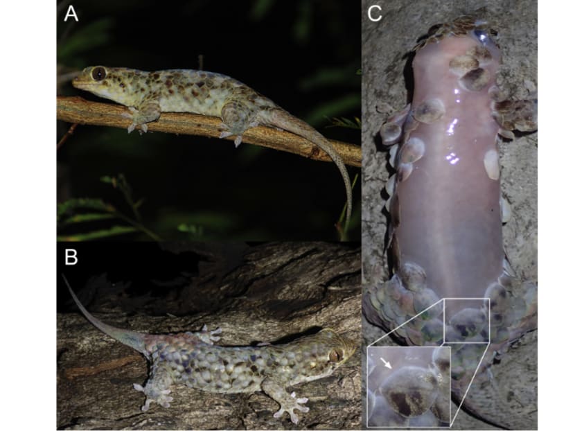 Specimens of Geckolepis megalepis identified in the research paper. Source: PeerJ