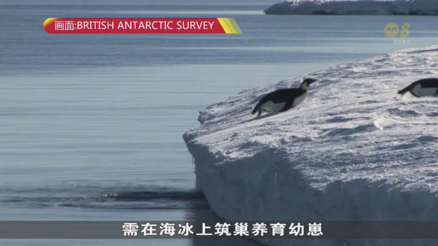 南极海冰消融迅速 更多皇帝企鹅幼崽溺毙或饿死