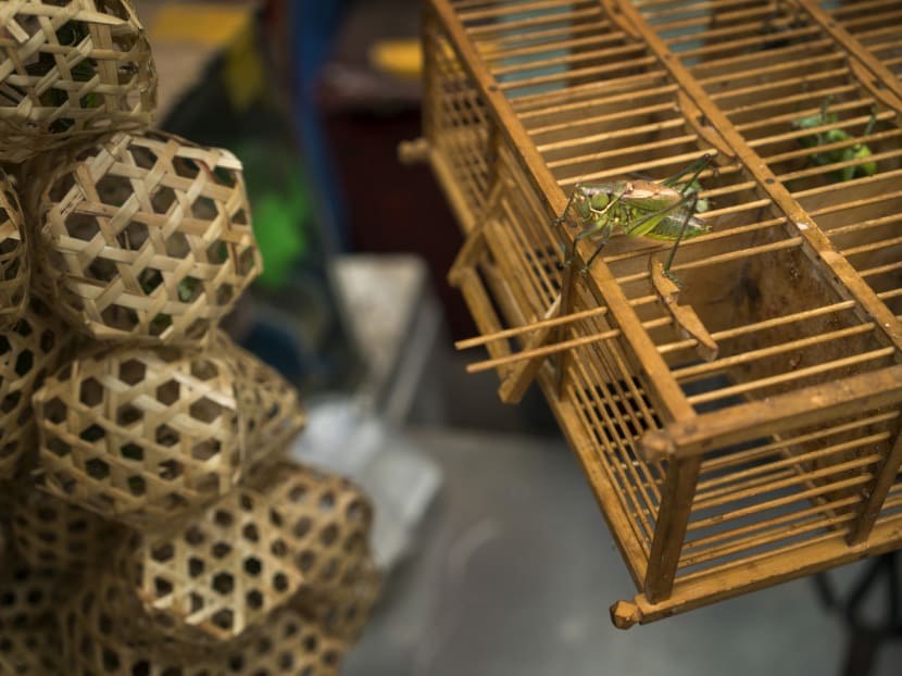 A vendor’s katydids, and the woven balls they are sold in, at a Beijing market. In China, some insects are viewed not as pests, but as pets. Photo: The New York Times