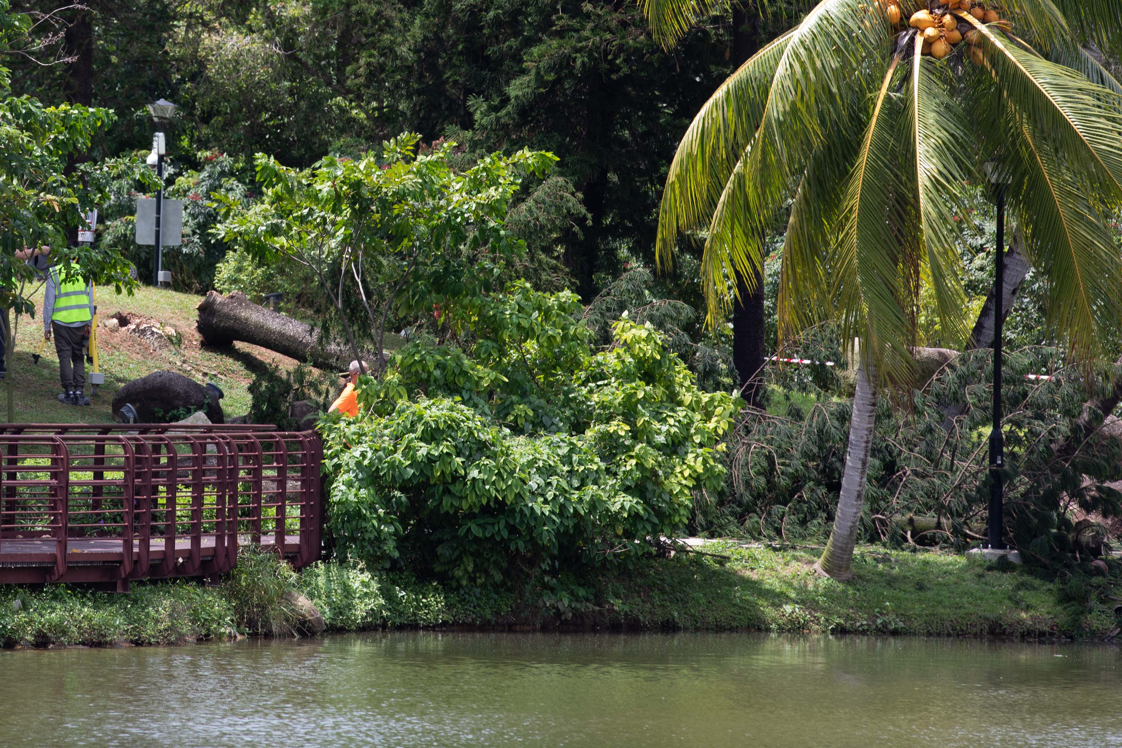 Tree That Fell And Killed Woman At Marsiling Park Had Termite