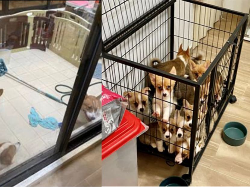 Adult corgis in glass panel room (left) and corgi puppies in cage (right). Adult corgis in glass panel room (left) and corgi puppies in cage (right).