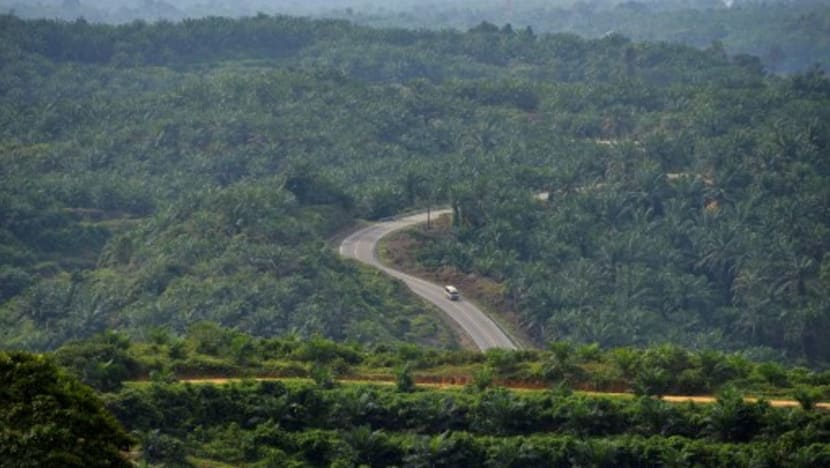 Indonesia court rejects bid to reinstate palm oil permits in Papua Indonesia court rejects bid to reinstate palm oil permits in Papua