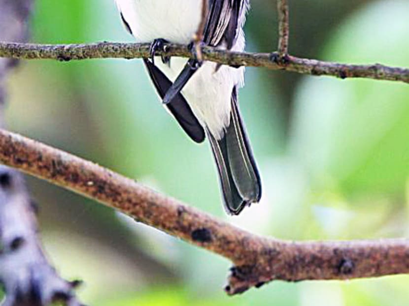 Sulawesi streaked flycatcher named after 17 years