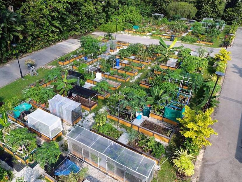 Commentary: Singaporeans are proving you can grow your vegetables and eat them too Commentary: Singaporeans are proving you can grow your vegetables and eat them too