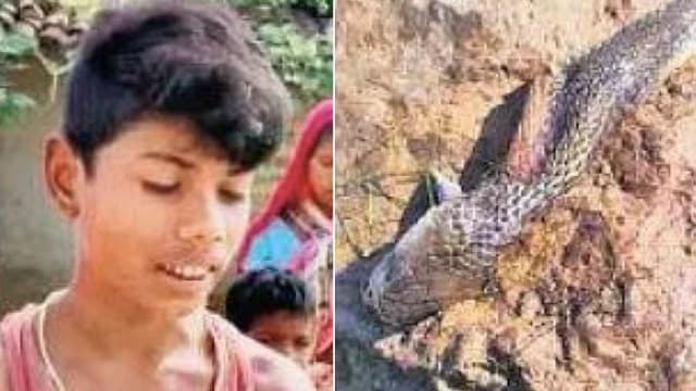 印度男童被眼镜蛇咬 竟以牙还牙把蛇咬死